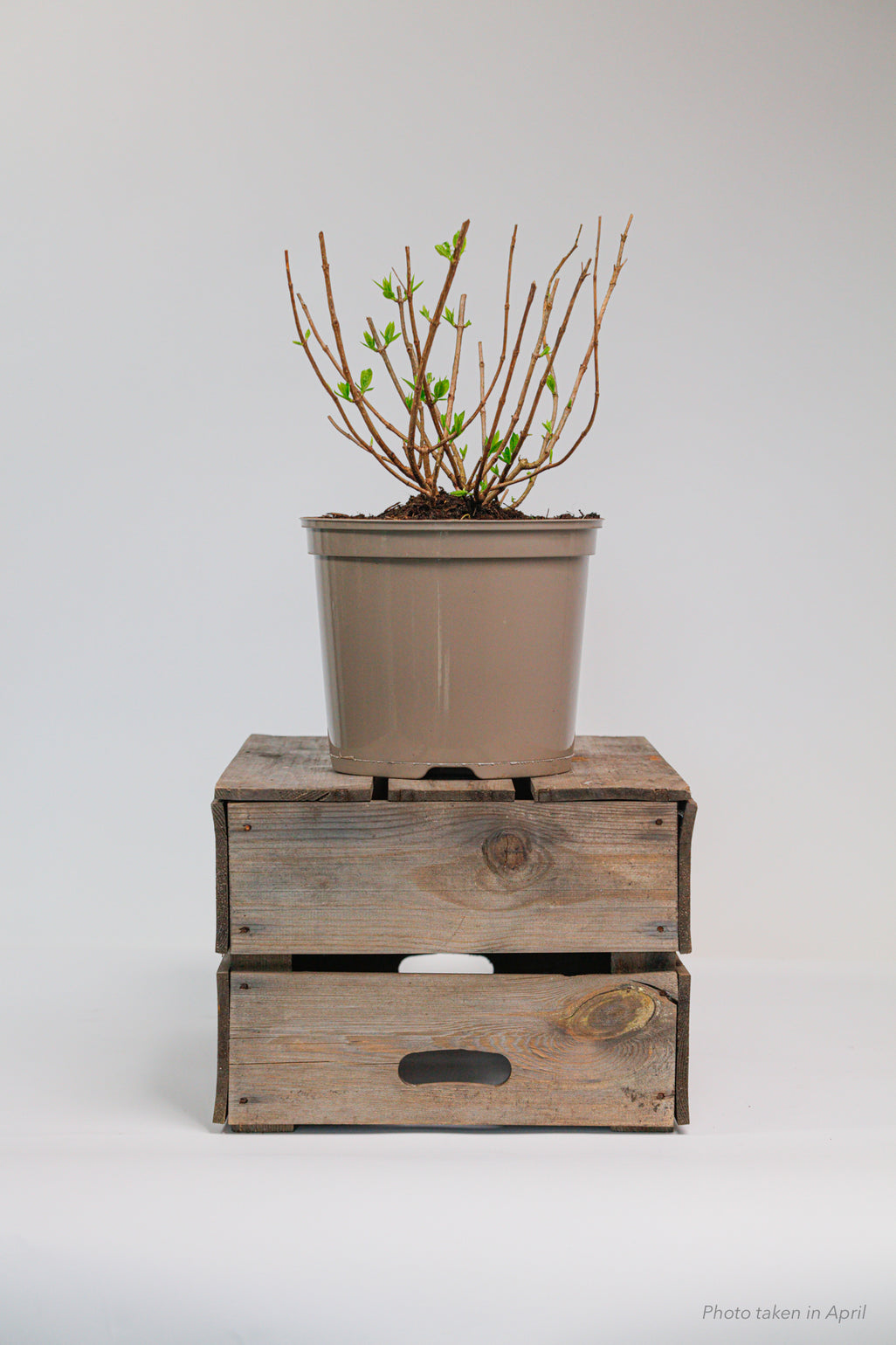 products/SotoProductShootLowQ-1906_d5047058-7d46-4bd8-ae71-de1df3e55158.jpg